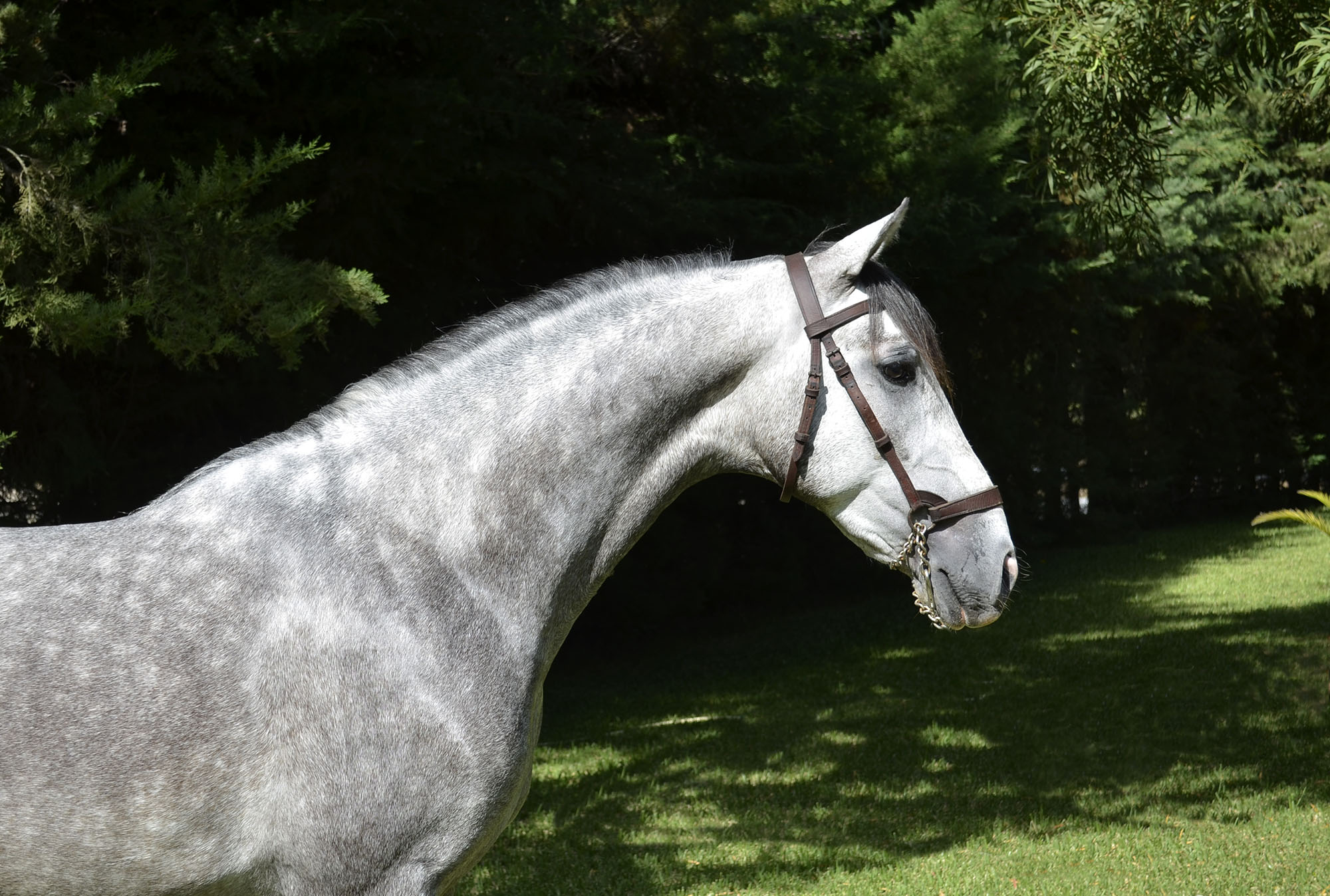 Caballo en Venta